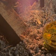 なんしよっかな