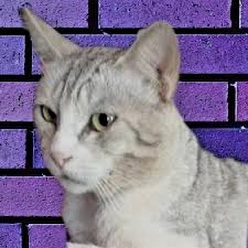 Derimcat