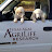 Livestock Guardian Dog - Texas A&M AgriLife