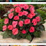 Xzncjoxl444-channel-avatar-Nisha Terrace Garden 