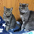 Our cats Rinka and Karen