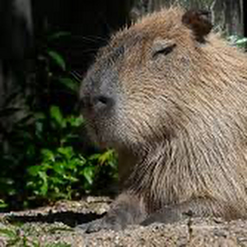Master capybara