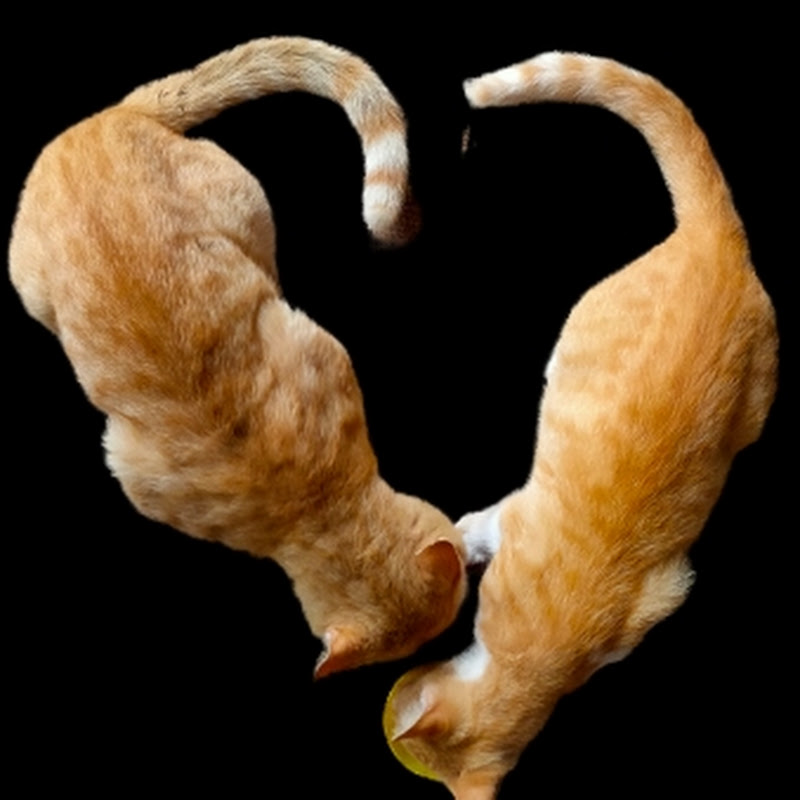 Papa Oyen
