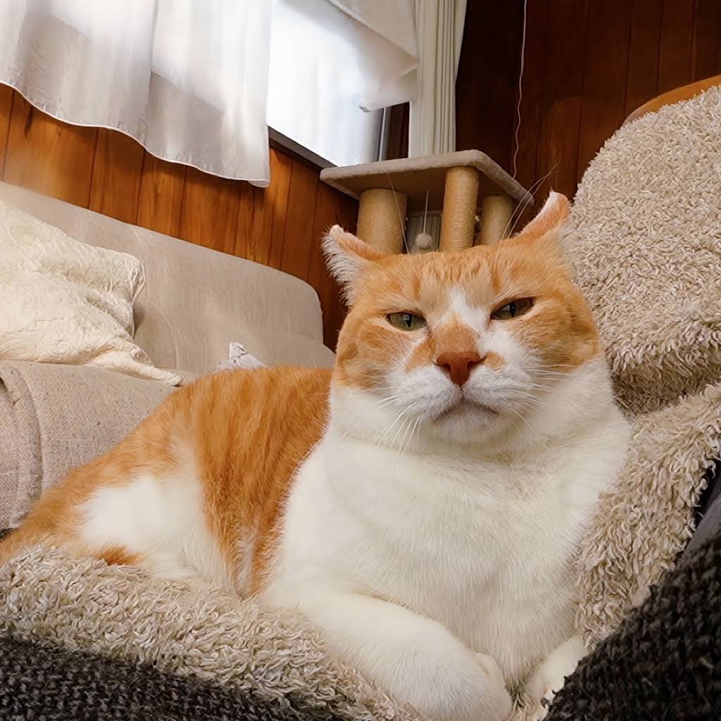 ChaCha: The Former Stray Cat - YouTube