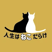 人生はねこだらけ【動物愛護団体キーテイル代表チャンネル】
