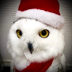 無名ちゃんℴ꙳☪☠