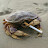 Smoking Crab