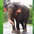 SriLankan Wild Elephant 