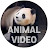 ANIMAL VIDEO