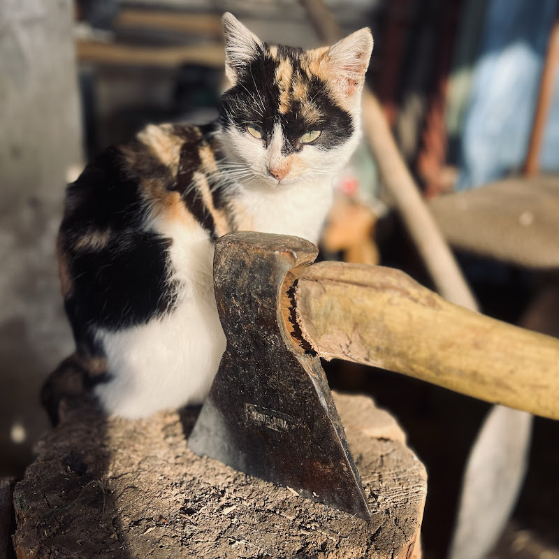 Мир животных