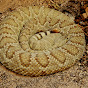 Joshua Tree Rattlesnake Cam logo