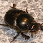 Mini cute beetle