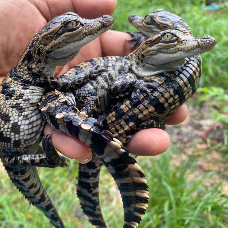 Crocodile existence