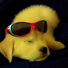 Max_The_Goldie