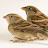 Save Sparrow Birds