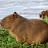 @Capybaras-VS
