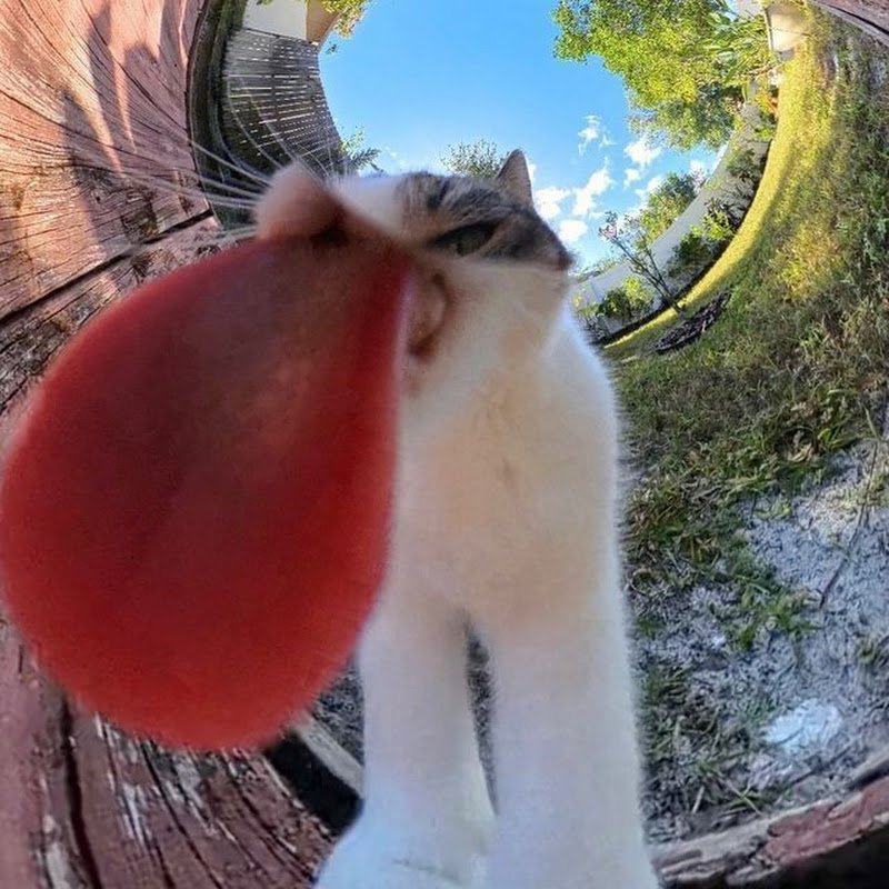 musclecortez