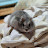 @cocohamster8222
