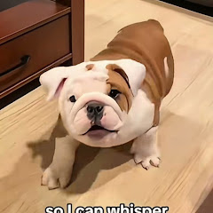 Dog Moments