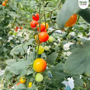 Simply Fresh India YouTube channel