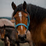 2QxDboBDi4c-channel-avatar-Horse Instincts 