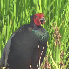 雉チャンネルアイコン画像