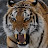 @tigerz1056