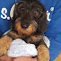 Khhqi0Dcqgw-channel-avatar-Teddy the Dachshund