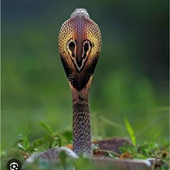 Snake  trapped 