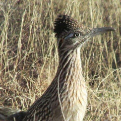 Friends of Snow Canyon