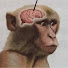 _Ivd5a-I6IA-channel-avatar-monkebrainiac