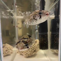 ある日のハリセンボンLIFEアイコン画像