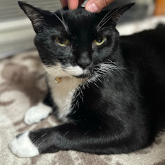 Jiji The Cat