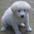 @jindogy9g