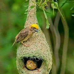 AR Habib