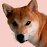 2amRtdiLNCA-channel-avatar-Perfectly Normal Shiba