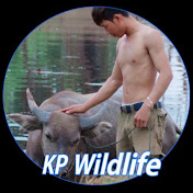Kp Wildlife