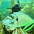 A3TjFIqcAn0-channel-avatar-DksSpearfishing