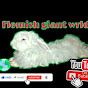 flemish giant wrld logo