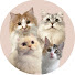 gq-W3aNdOW4-channel-avatar-ぽてこゆこめ。