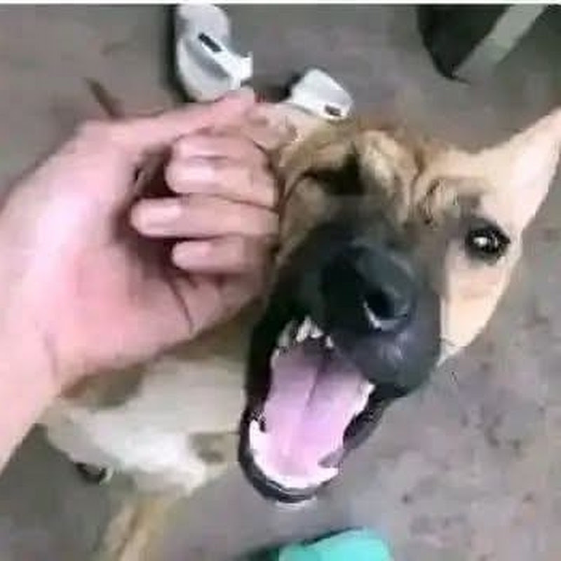 Nqnja