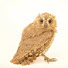 Fa_nKTRe-cc-channel-avatar-pallid scops owl