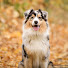 23GZKNsTYm0-channel-avatar-Will Atherton Australian Shepherd Show