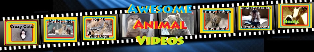 Funniest Animal Videos YouTube channel avatar