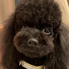 居家整聊師-小金アイコン画像