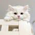 E_HY811VMQE-channel-avatar-Angry Nevzat