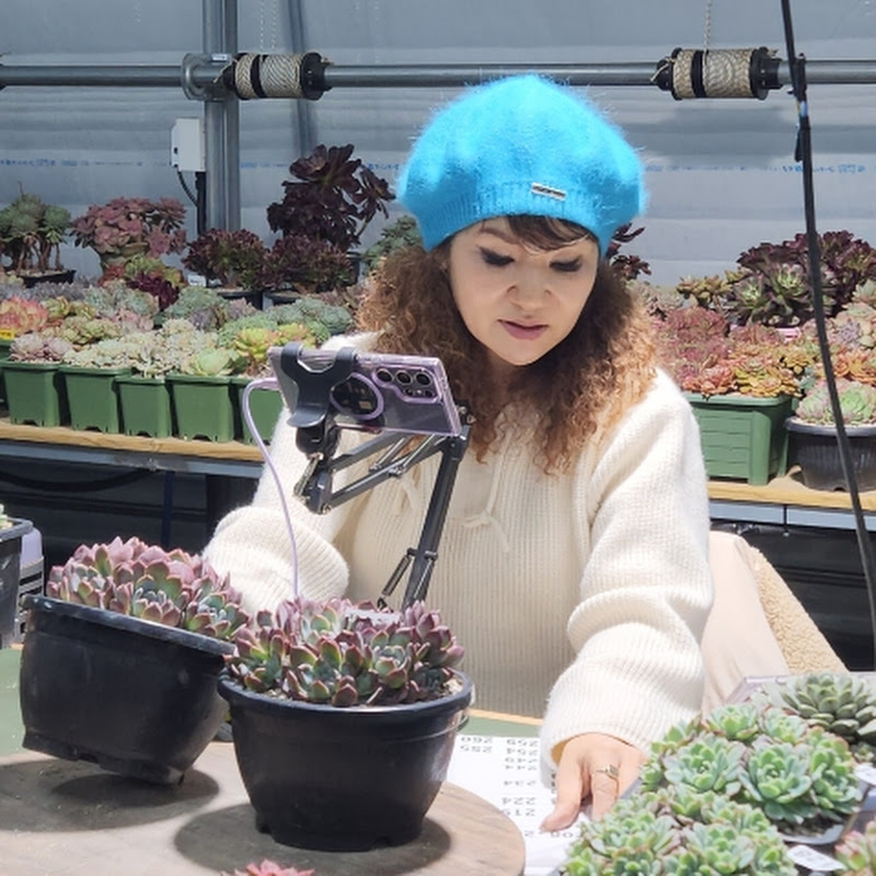 다육홀릭tv succulents holic tv.