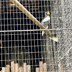 眠たい眠たいあくあアイコン画像