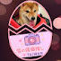 rFu9EYWTL6U-channel-avatar-TAIWAN犬のIDOL CAMERA - 舞動夢想の軌跡《 4K 》