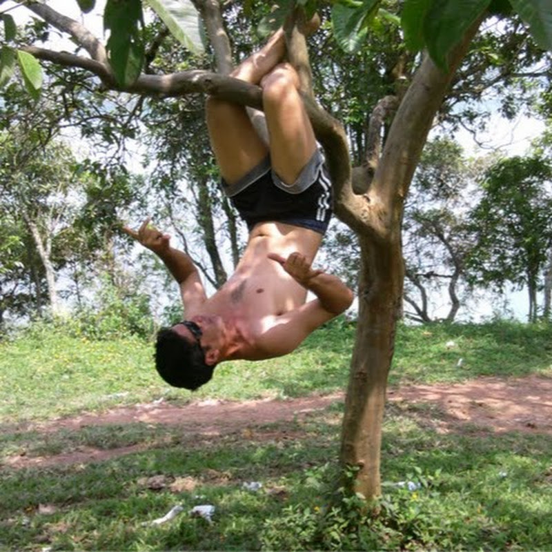 79 plantas Entretenimento 